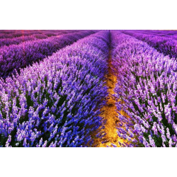 Oli Essencial de Lavanda (15ml)