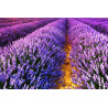 Oli Essencial de Lavanda (15ml)